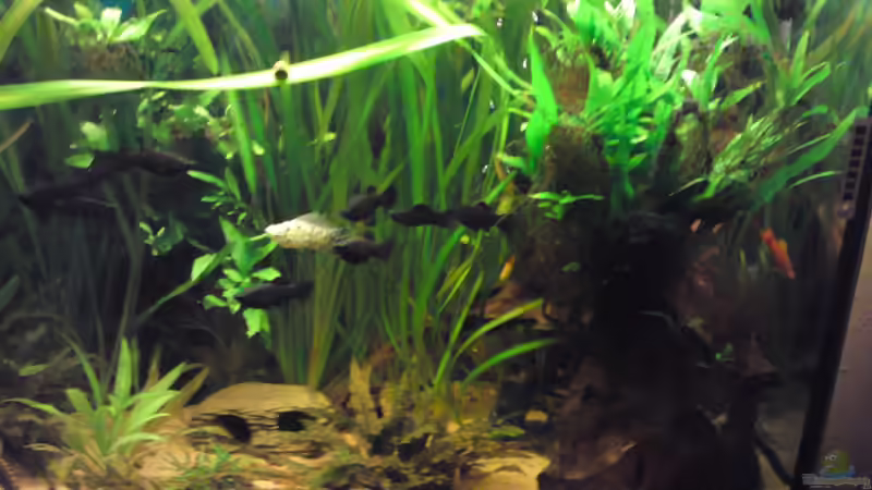 Becken von rechts von Peter Tippmar (2)