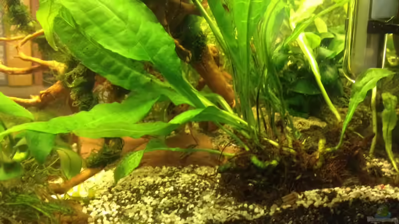 Becken von rechts von Pillemann77 (3)