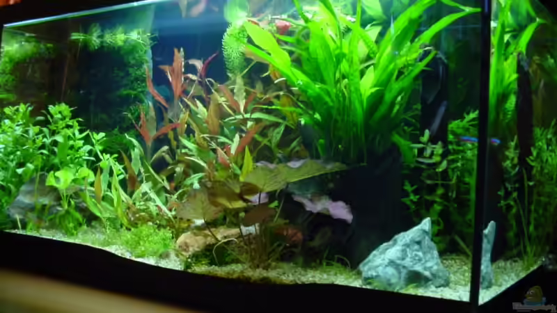 Becken von rechts von Sabine Stark (2)