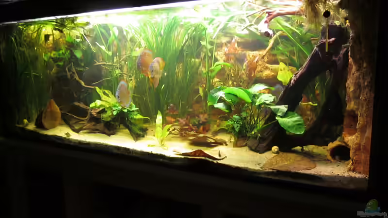 Becken von rechts2 von maxarl (7)