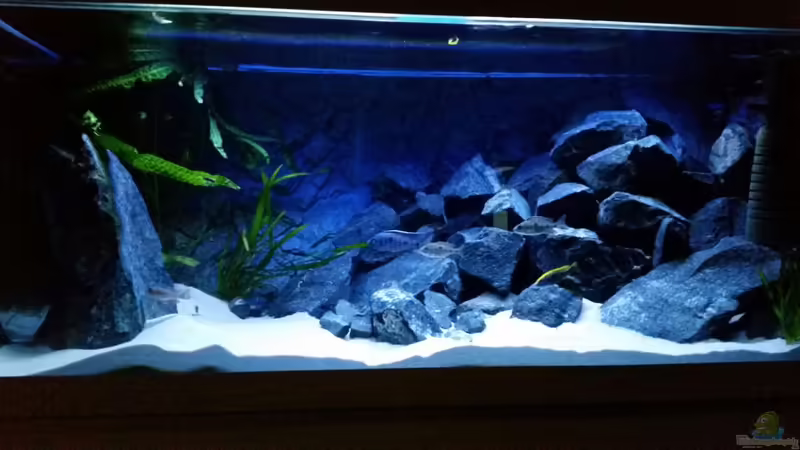 Becken von redieh (4)