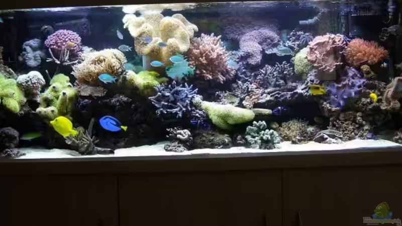 Becken von René Geisler (1)