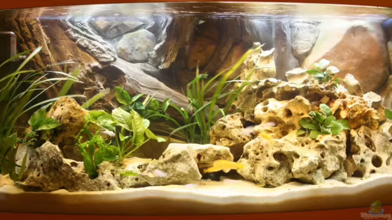 Becken von Svenson (1)