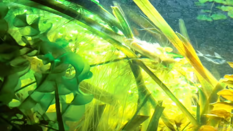 Becken von unten ... 31.03.2011 der Froschbiss und die Aponogeton, Froschbiss gibt von Sirko Fricke (28)