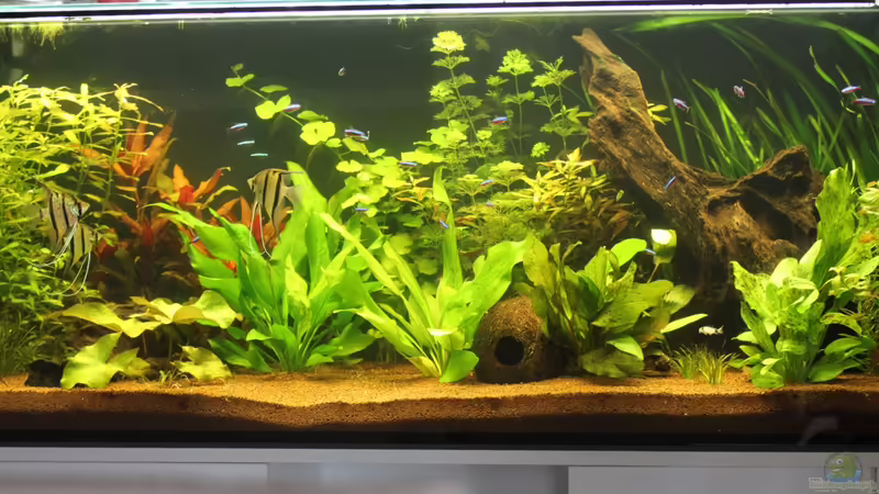 Becken von urml87 (7)