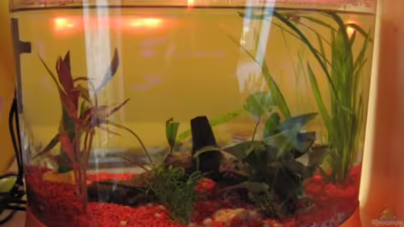 Becken von vorn (gewölbte Seite,Hauptbild) von Jens Kaufmann (4)