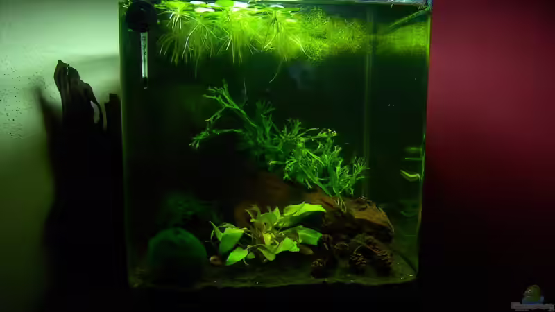 Becken von vorne - 31.03.10 von Opodeldok (5)