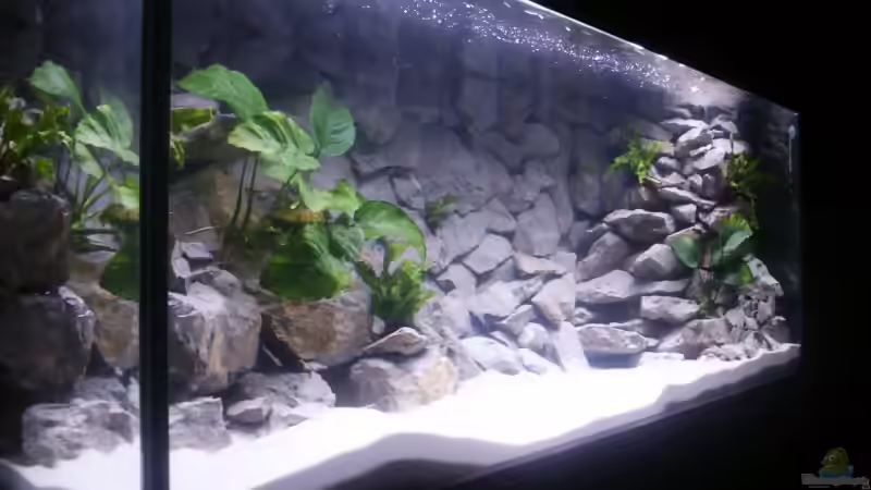 Becken von vorne links noch ohne die Amazonas von Aquamichel (12)