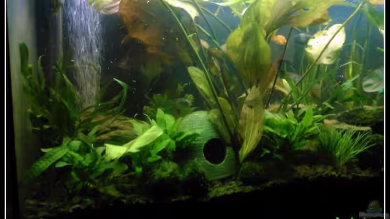 Becken von vorne links von mariajudyta (10)