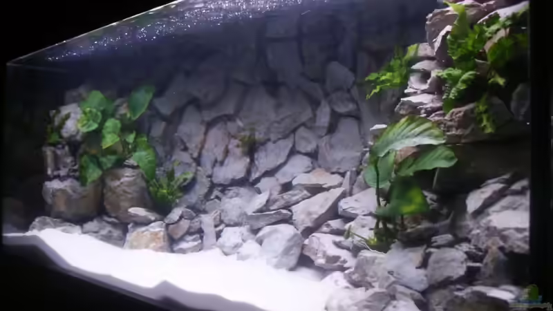 Becken von vorne rechts noch ohne die Amazonas von Aquamichel (13)