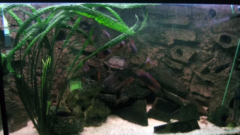 Becken von vorne von Maurice Overheu (1)