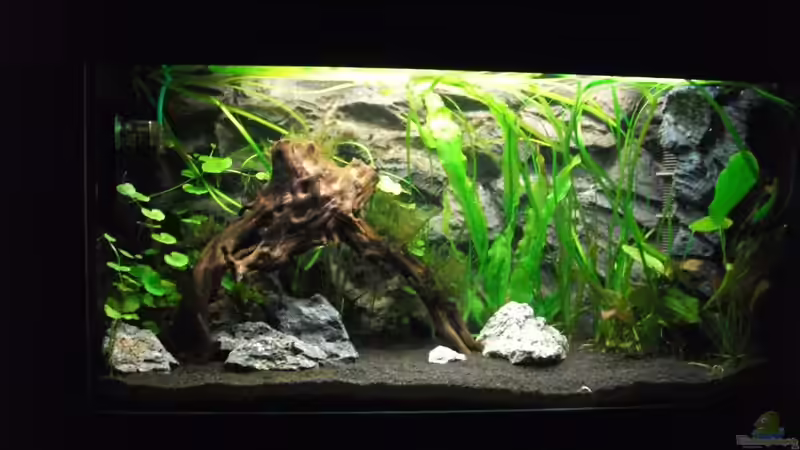 Becken vor der Umgestaltung Ende August 2010 von Romer (8)