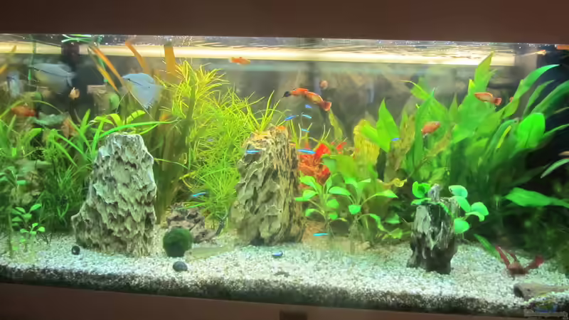 Becken vor der Umgestaltung! von Mofafi-Liebhaber (21)