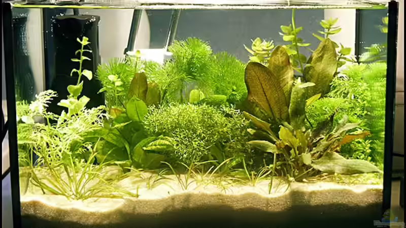 Becken vor einem Jahr von Ingrid Jung (3)