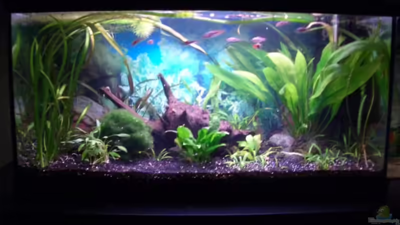 Becken vor Januar 2007 von Claudia Lebek (2)