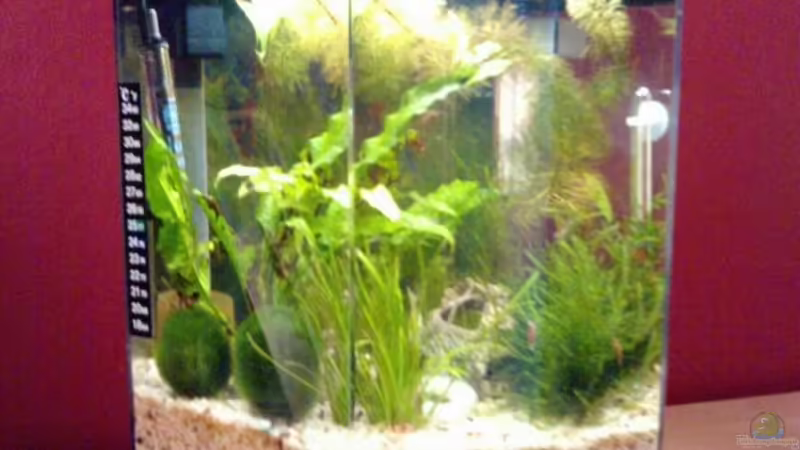 Becken (vorher) von manala (5)