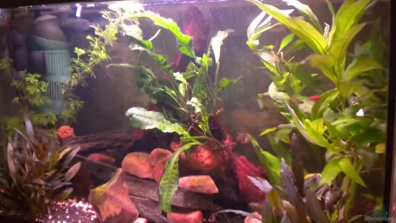 Becken vorher von Marci (3)