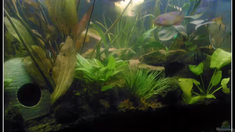 Becken vorne rechts von mariajudyta (11)