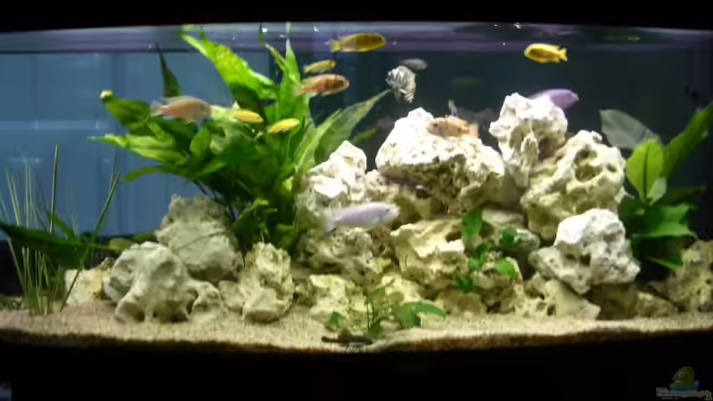 Becken vorne von Lutz Altepost (3)