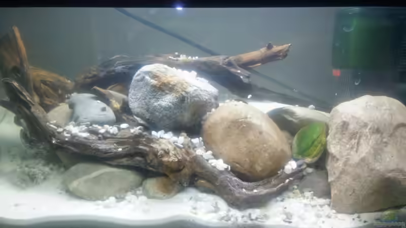 Becken während der Einlaufphase von Keathkliff (8)