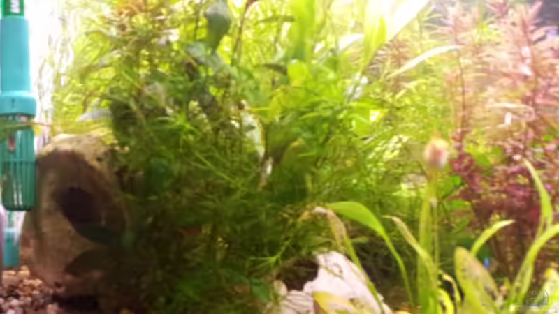 Becken wenn man links rein guckt von Snawatz (5)