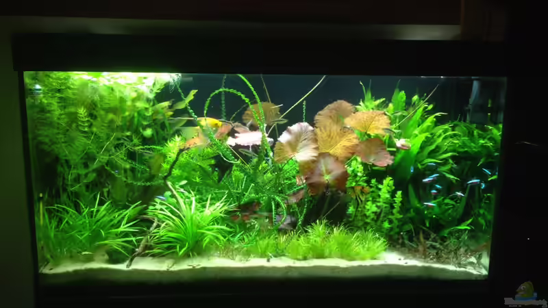 Becken zum 18.12.2014