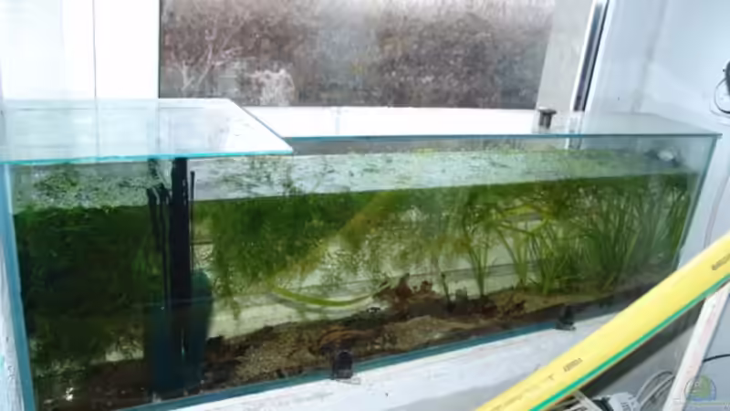 Becken zur Lebendfutteraufbewahrung von Peer Wojtkowiak (8)