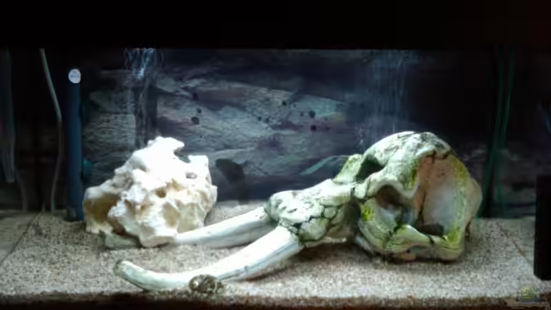 Becken1 von Fischer123 (2)