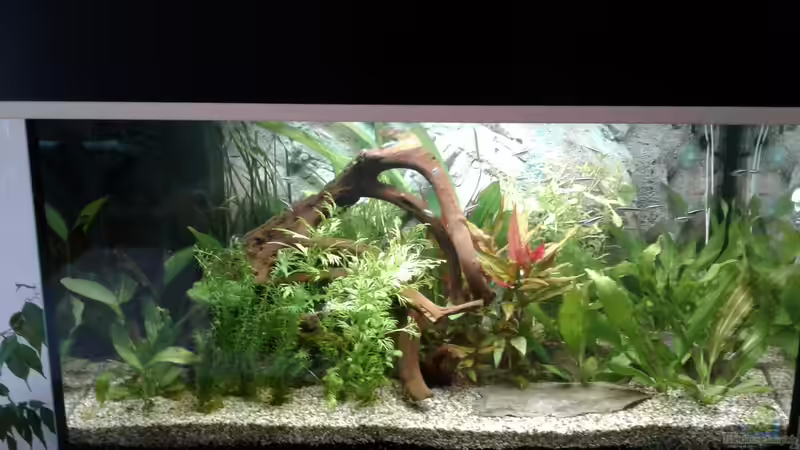 Becken1 von wasserträger (1)