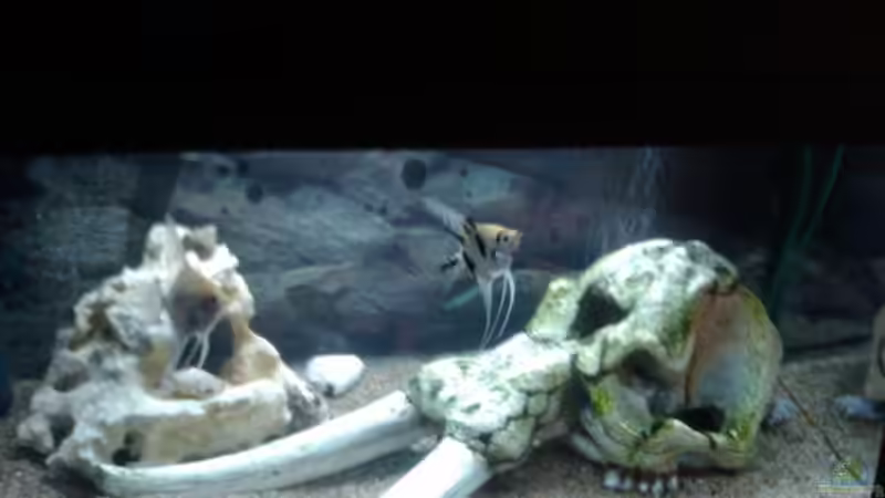 Becken2 von Fischer123 (3)