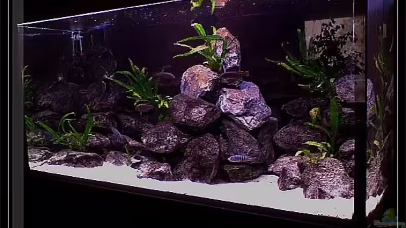 Becken´2009 die 3te von mbunafreund (6)