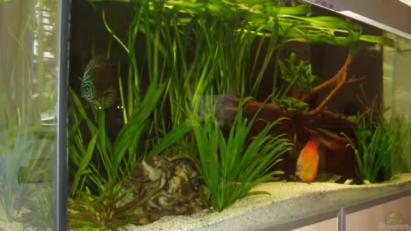 Becken29.06.2007 von Ronny Derndorfer (7)