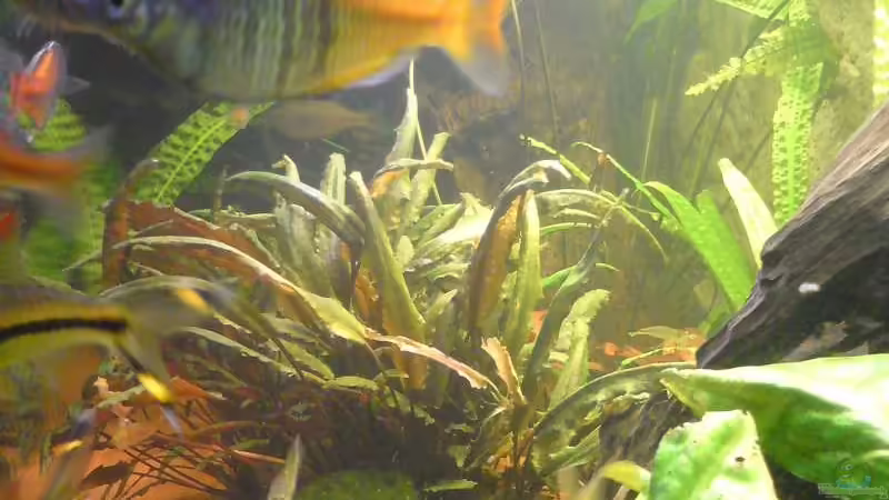 Beckenansicht - rechts von Aquathor (3)