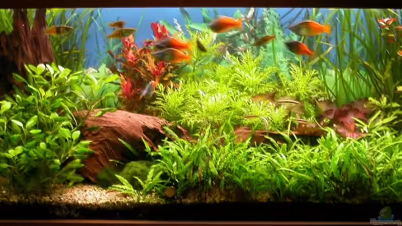 Beckenansicht 05.Juni 2008 von Susanne Schmohl (13)