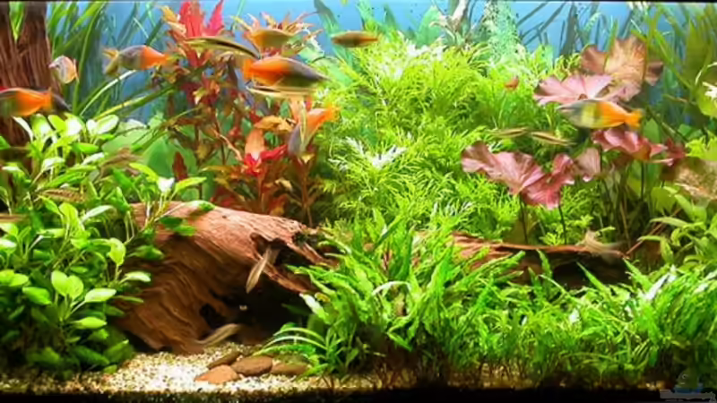 Beckenansicht 08.März 2008 von Susanne Schmohl (12)