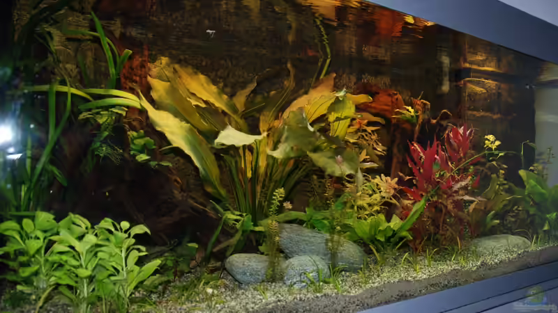 Beckenansicht 1 von Daniel Monney (2)