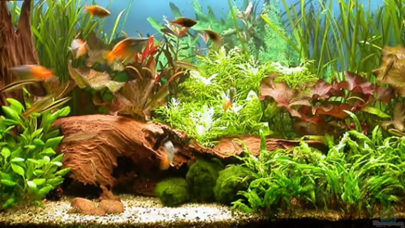 Beckenansicht 15.April 2009 von Susanne Schmohl (15)