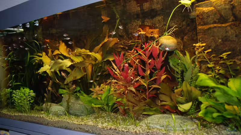 Beckenansicht 2 von Daniel Monney (3)