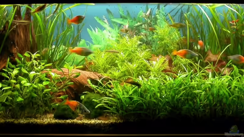 Beckenansicht 26.September 2008 von Susanne Schmohl (14)