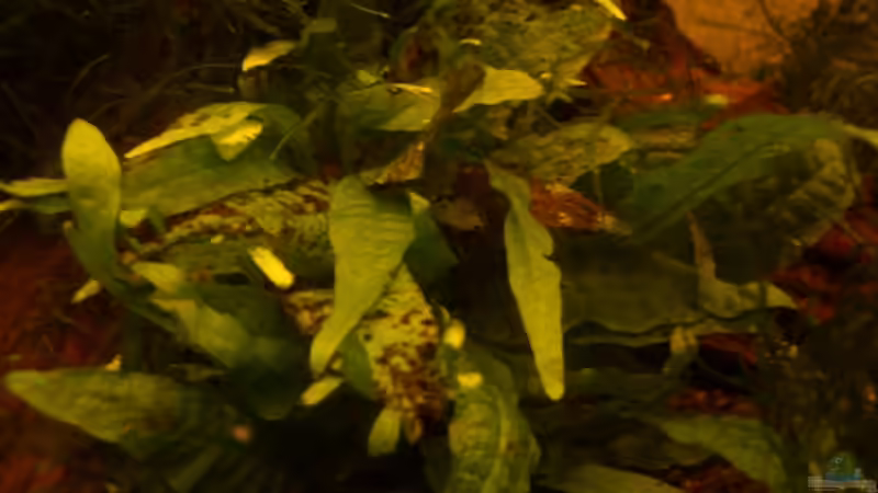 Beckenansicht 3 von Thomas Zips (7)