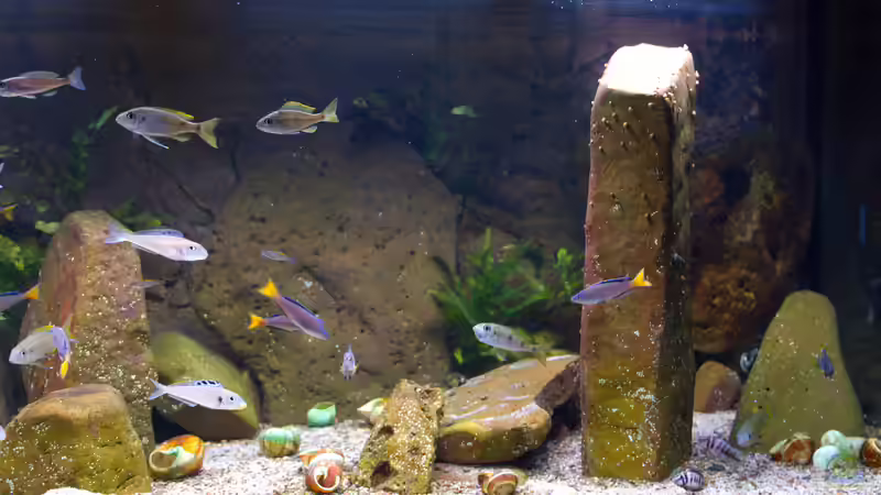 Beckenansicht Februar 2022 von ravaka (18)