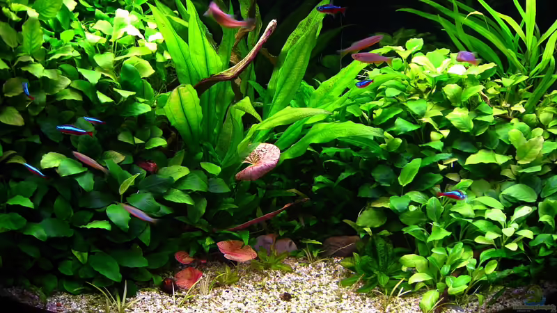 Beckenansicht Januar 2012