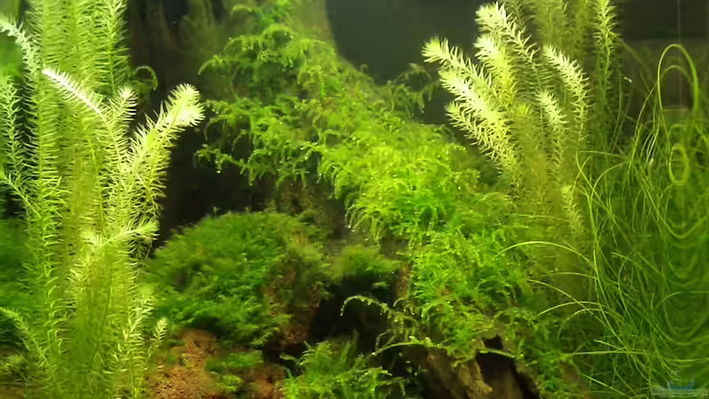 Beckenansicht Julil 2010 von Arne (5)