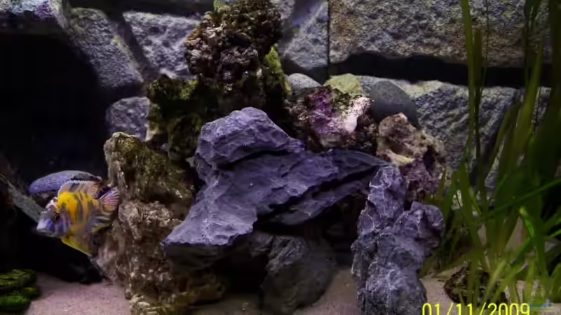 Beckenansicht Mitte von Dicker Udo (5)