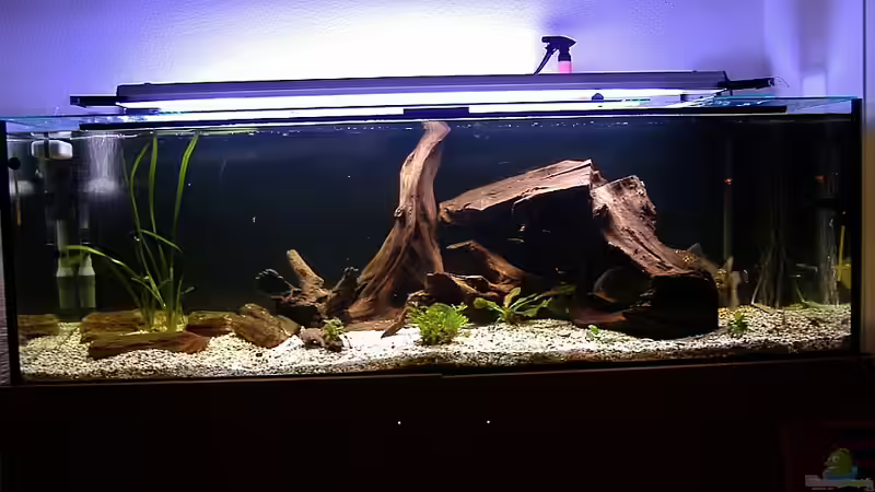 Beckenansicht nach der Umgestaltung von Sekman (2)