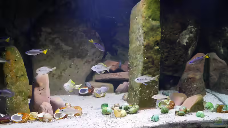 Beckenansicht Oktober 2022 von ravaka (2)