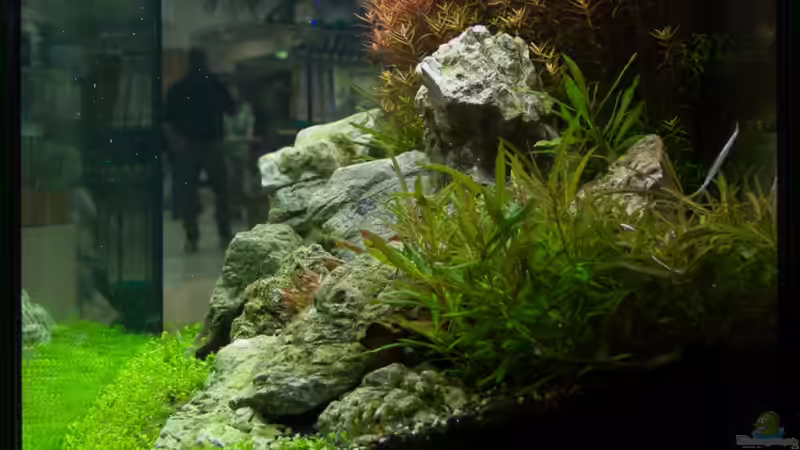 Beckenansicht rechts - 02.11.2013 von Koelle-Zoo (5)