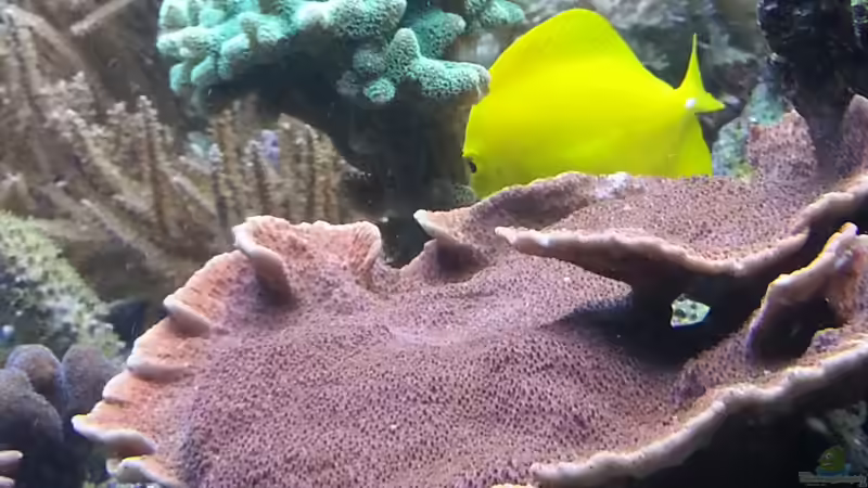 Beckenansicht rechts Standzeit 5 Monate ! von urbi (35)