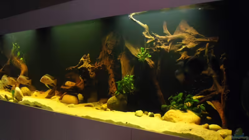 Beckenansicht v.re./Besatz noch  nicht komplett. von Dreamworker (2)