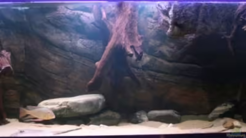 Beckenansicht von Christian Daniel (1)